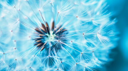Obraz premium Delicate dandelion seed head with soft blue background perfect for nature, wellness, and inspirational designs