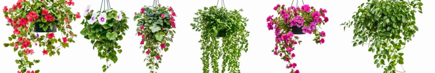Fototapeta premium Set of colorful hanging flowers in a bush, isolated on a white background