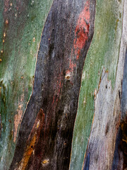texture of the bark of a tree
