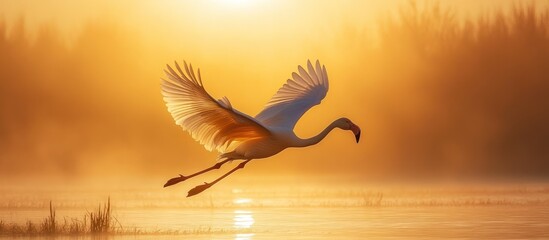 Flamingo Sunrise Flight, Misty Marsh