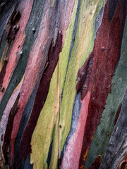 texture of the bark of a tree