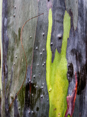 texture of the bark of a tree