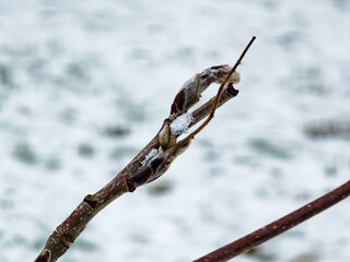 A rowan branch with a bud is covered with snow in winter. Latin name Sorbus aucuparia.