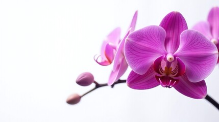 Obraz premium Vibrant purple orchid blooms with intricate details.