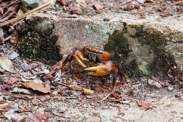 Coconut crab