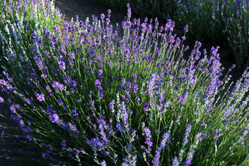 Obraz premium Purple Lavender Flowers Against Blurred Meadow Background