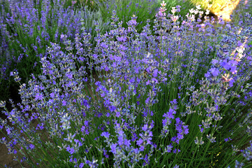 Obraz premium Purple Lavender Flowers Against Blurred Meadow Background