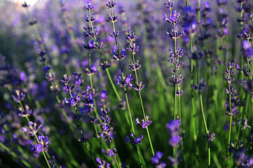 Fototapeta premium Purple Lavender Flowers Against Blurred Meadow Background