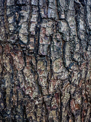 tree bark texture