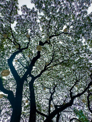 green tree branches