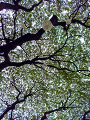 green tree branches