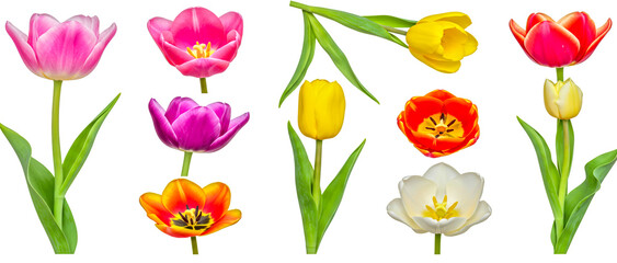 Collection of nine tulips arranged in a grid,