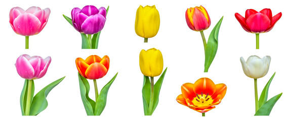 Collection of nine tulips arranged in a grid,