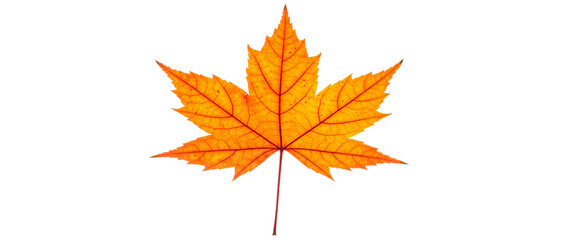 Leaf, which is a type of leaf commonly used in autumn,
