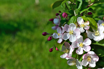 a spring background with green grass and an apple branch in bloom