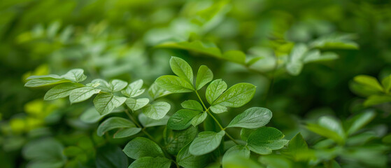 Green leaves plants. Spring background. Greenery environment,  ecology. Calm composition, wallpaper.