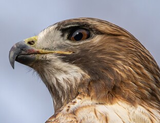 Red tailed hawk closeup