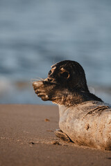 Close-up of seal head
