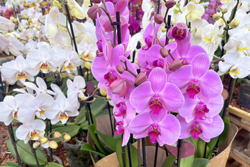 fiore di orchidea colorata 