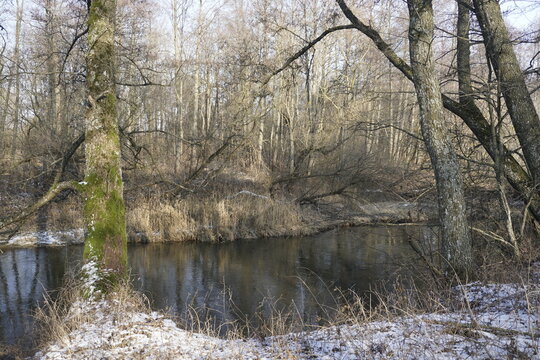 Trees along the banks of the Isloch River. Winter, February. A fine sunny day. Bright light.