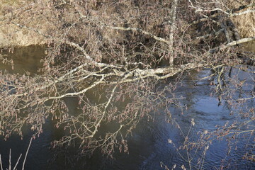 Trees along the banks of the Isloch River. Winter, February. A fine sunny day. Bright light.