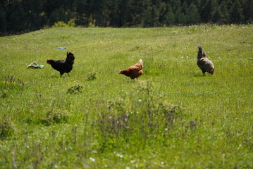 Three chickens are walking freely through a meadow in the mountains, looking for food.