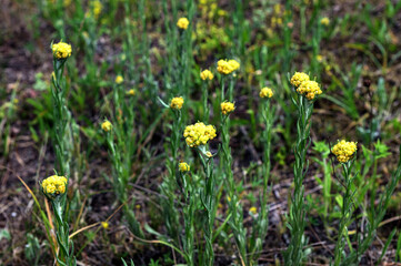 Flowers of helichrysum arenarium closeup