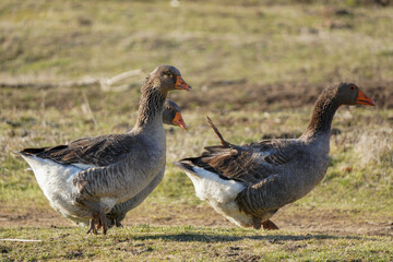 Three ducks are walking freely around the farm.