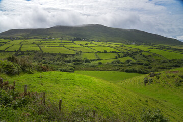 grünes Irland - Landschaft auf der Dingle Halbinsel