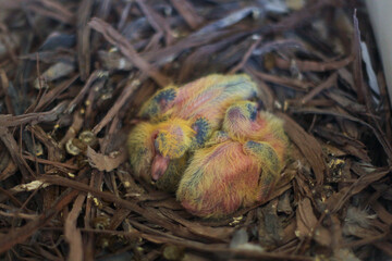 Three newly hatched pigeon squabs with yellow and pink downy feathers rest closely together in a nest made of dried twigs and wood shavings, highlighting their delicate features and early stages of de
