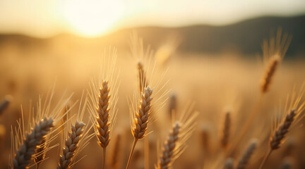 Golden wheat swaying in the gentle breeze during a stunning sunset, creating a serene and tranquil atmosphere in a rural landscape