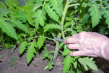 gardener skillfully trims tomato shoots on a plant, promoting optimal growth and ensuring a large harvest in a well-kept greenhouse,