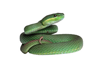 Green viper snake isolated, trimeresurus albolabris
