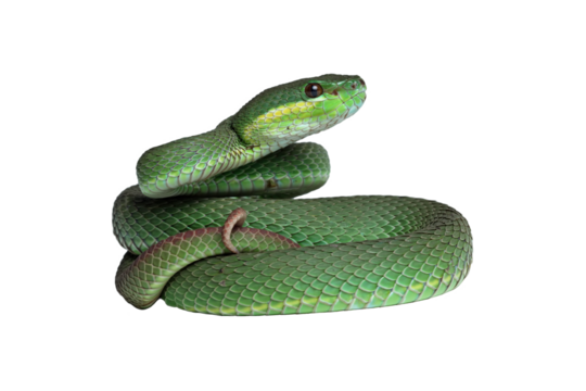 Green viper snake isolated, trimeresurus albolabris