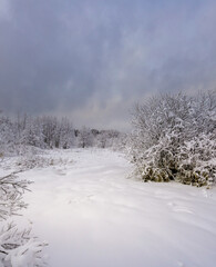 Snowy field with trees in the background