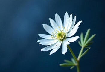 A Single White Flower Against A Dark Blue Background
