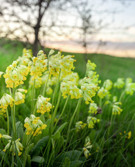 Field of yellow flowers with a tree in the background