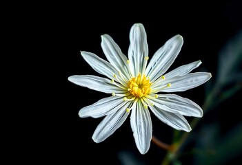 A Delicate White Flower Against A Black Background