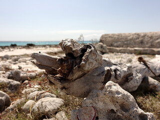 Wood and coral rocks