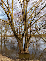 Fototapeta premium Tree with two branches is surrounded by water