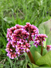 Bunch of pink flowers with green leaves