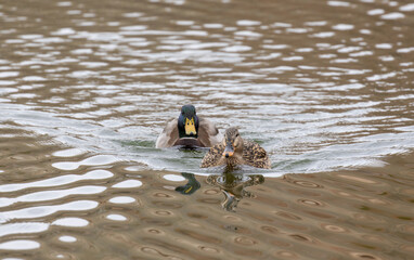 Mallard Drake and Hen Swimming in a Pond