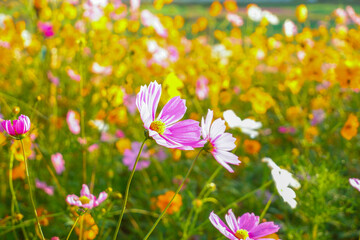 Fototapeta premium Pink and Yellow cosmos flowers blooming in garden,wild pink cosmos flowers in spring day,autumn season,view of the various cosmos flowers,Selective focus.