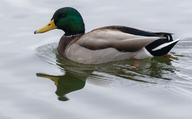 Drake Mallard Swimming in a Pond