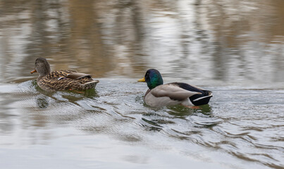 Mallard Drake and Hen Swimming in a Pond