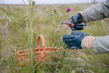 farmer wearing gloves carefully collects thistle flowers with pruning shears as a wicker basket for...