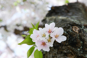 Washington DC in springtime with cherry blossoms - United States