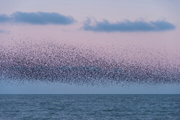 Amazing image of starling murmuration in flight during pastel colour Winter sunset evening