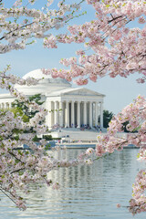 Washington DC in springtime with cherry blossoms - United States