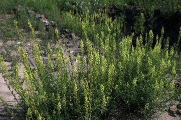 close up of Wild mignonette (Reseda lutea)
